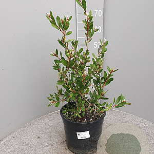 Callistemon vimin. Hot Pink GM C6L
