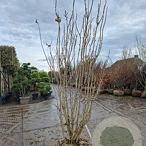 Cercis chinensis 'Avondale' 200-250 cm draadkluit meerstammig
