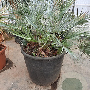 Chamaerops humilis argentea 60-80 cm container