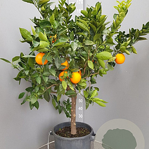 Citrus sinensis 100-110 cm 20L stam