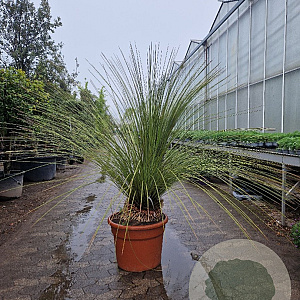 Dasylirion longissimum 100-125 cm 50L