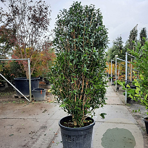 Osmanthus fragrans aurantiacus 175-200 cm container meerstammig