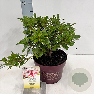 Rhododendron Enc. Autumn Starburst 25-30 cm 3,0L