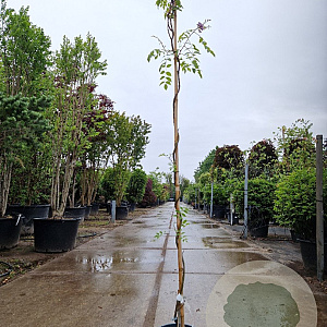 Wisteria frutescens 175-200 cm 3,0L