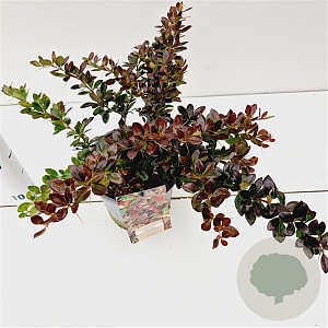 Berberis media 'Red Jewel' 25-30 cm 2,5L