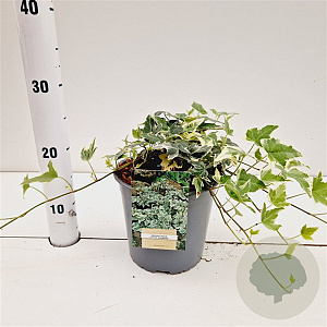 Hedera hel. 'Little Diamond' 30-40 cm 2,5L