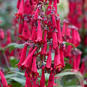 Phygelius colourburst 'Deep Red' 30-40 cm 3,0L