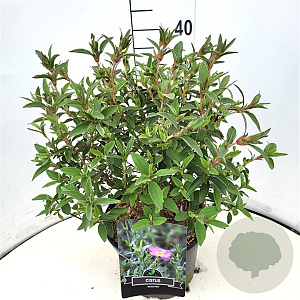 Cistus 'Silver Pink' 35-40 cm 10L