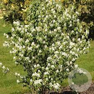 Amelanchier alnifolia 300-350 cm volle grond meerstammig