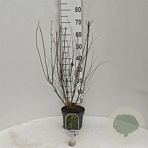 Callicarpa dichotoma 40-60 cm 3,0L