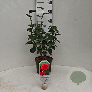 Camellia j. 'Giordano Santorelli' 40-50 cm 3,0L