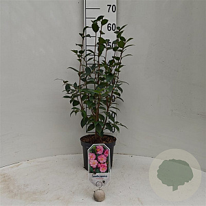 Camellia 'Spring Festival' 40-50 cm 3,0L