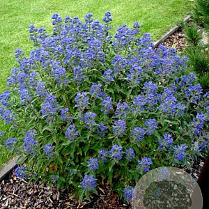 Caryopteris cland. 'Inoveris' GM P9