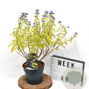 Caryopteris cland. 'Summer Sorbet' 40-60 cm 3,0L