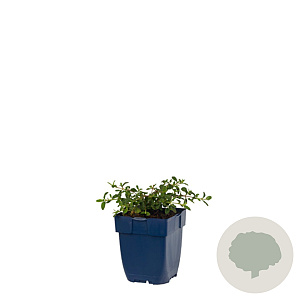 Cistus obtusifolius GM  P11