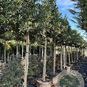 Ilex 'Nellie R. Stevens' 18-20 HO container