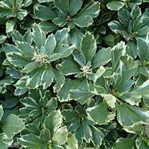 Pachysandra term. 'Variegata' GM P9