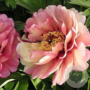 Paeonia (I) 'Hillary' GM  P11