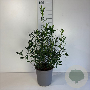 Phillyrea ang. Grand Prix 50-60 cm 6,5L