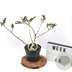 Sambucus nigra 'Guincho Purple' 40-60 cm 3,0L