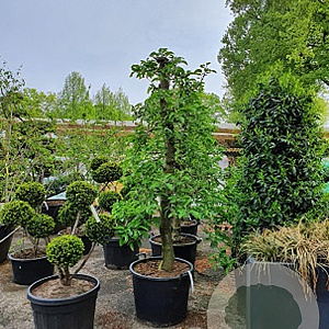 Malus d. 'Elstar' 30-40HA cont. 130L karakter