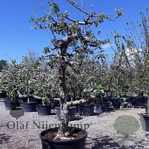 Malus d. 'Rode Boskoop' 18-20 HA cont. 80L karakter