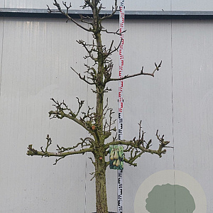 Pyrus communis 'Doyenné du Comice' 25-30 HA cont. 130L karakter