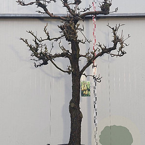 Pyrus communis 'Doyenné du Comice' 30-40HA cont. 130L karakter