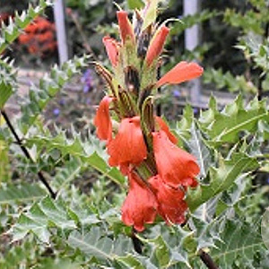 Acanthus sennii GM P9