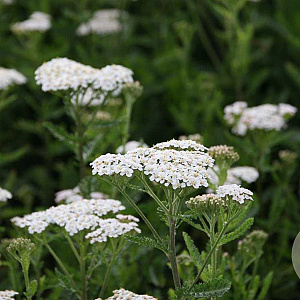 Achillea fil. 'Heinrich Vogeler' GM P9