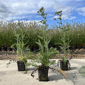 Achillea m. 'Schneetaler' GM P9