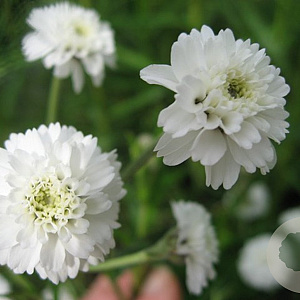 Achillea ptarmica 'Boule de Neige' GM P9