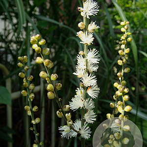Actaea biternata GM P9