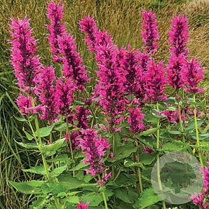 Agastache Danish Delight GM P9