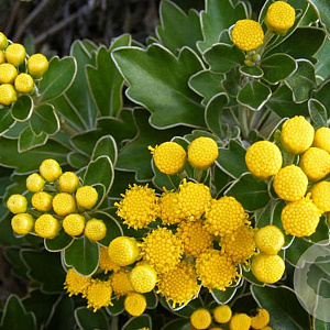 Ajania pacifica 'Silver and Gold' GM P9