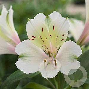 Alstroemeria Summer Sky GM  P11