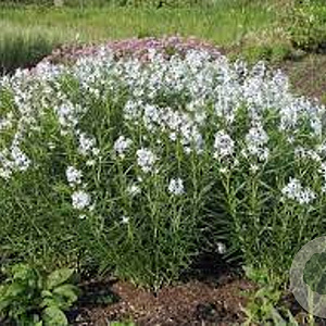 Amsonia 'Halfway to Arkansas' GM P9