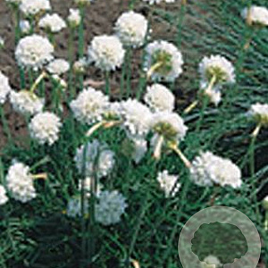 Armeria mar. 'Alba' GM P9