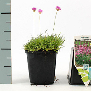 Armeria mar. 'Dusseldorfer Stolz' GM P9