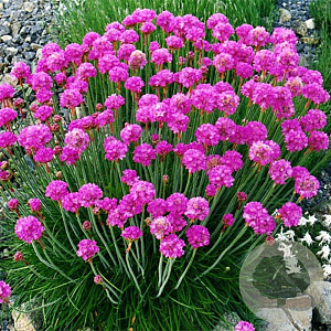 Armeria mar. 'Schöne von Fellbach' GM P9