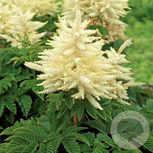 Aruncus 'Sparkles' GM P9