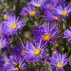 Aster amellus 'Brilliant' GM P9