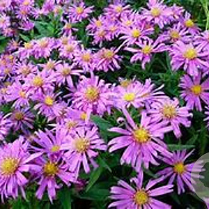 Aster amellus 'Dr Otto Petschek' GM P9