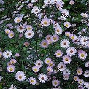 Aster l. 'Chloe' GM P9