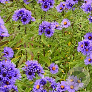 Aster n.-a. 'Guido en Gezelle' GM P9