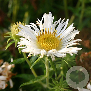 Aster n.-a. 'Herbstschnee' GM P9