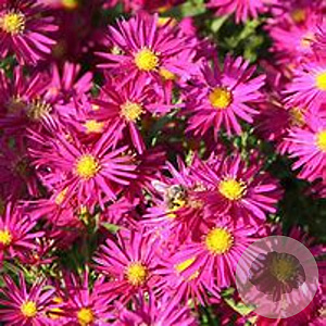 Aster n.-b. 'Crimson Brocade' GM P9