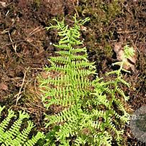 Athyrium f.-f. 'Vernon. Cristatum' GM P9