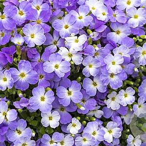Aubrieta Regado Blue White Bicolour GM P9