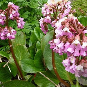 Bergenia 'Oeschberg' GM P9
